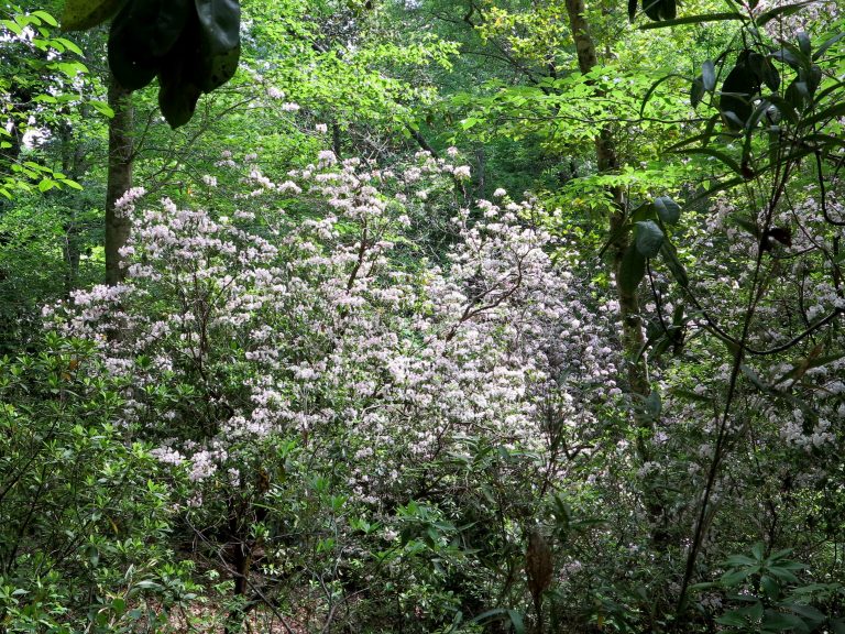 Kalmia tree in the Red Hills of Alabama