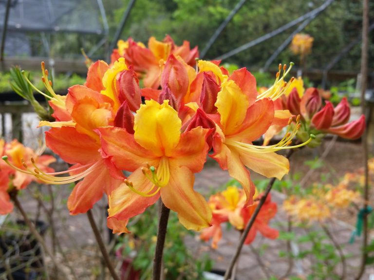 Rhododendron 'Chickamauga' (austrinum x 'Hotspur Yellow')