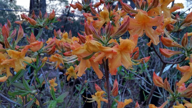 Rhododendron 'Lookout Mountain' (austrinum x 'Hotspur Yellow'
