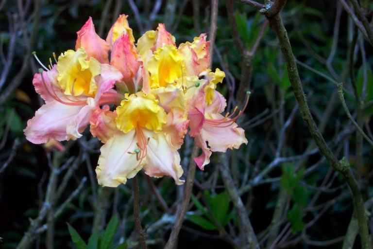 Rhododendron 'Shiloh' (austrinum x 'Hotspur Yellow')