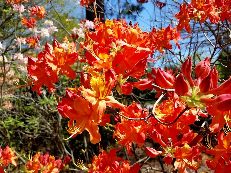 Rhododendron 'Missionary Ridge' (austrinum x 'Hotspur Yellow')