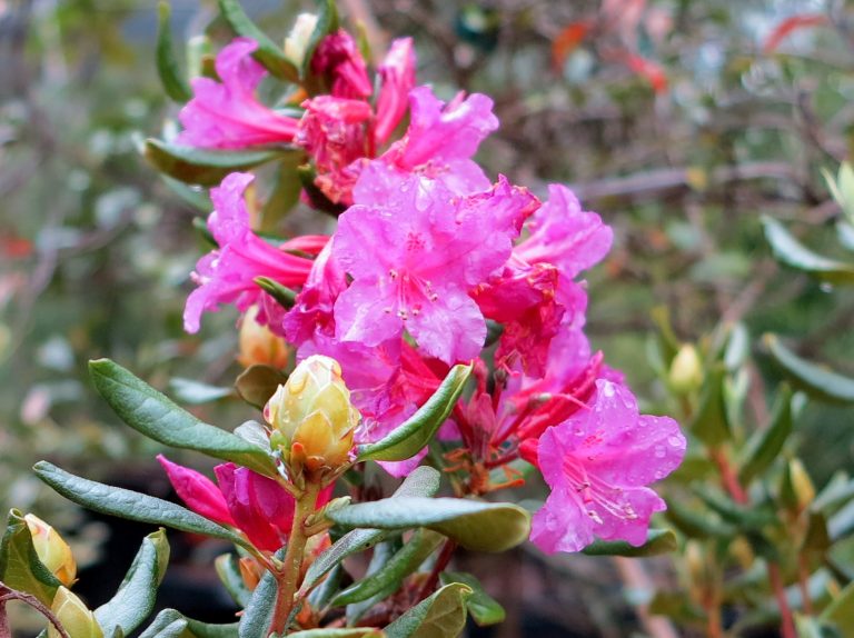Rhododendron minus 'Southern Cerise'