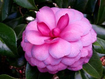 Camellia japonica 'Palace Princess'