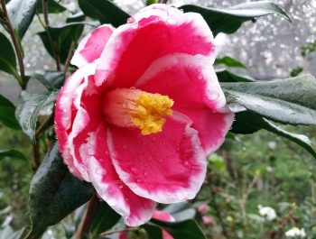 Camellia japonica J-081 Day 1