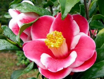 Camellia japonica 'Katsuyo Nomura '