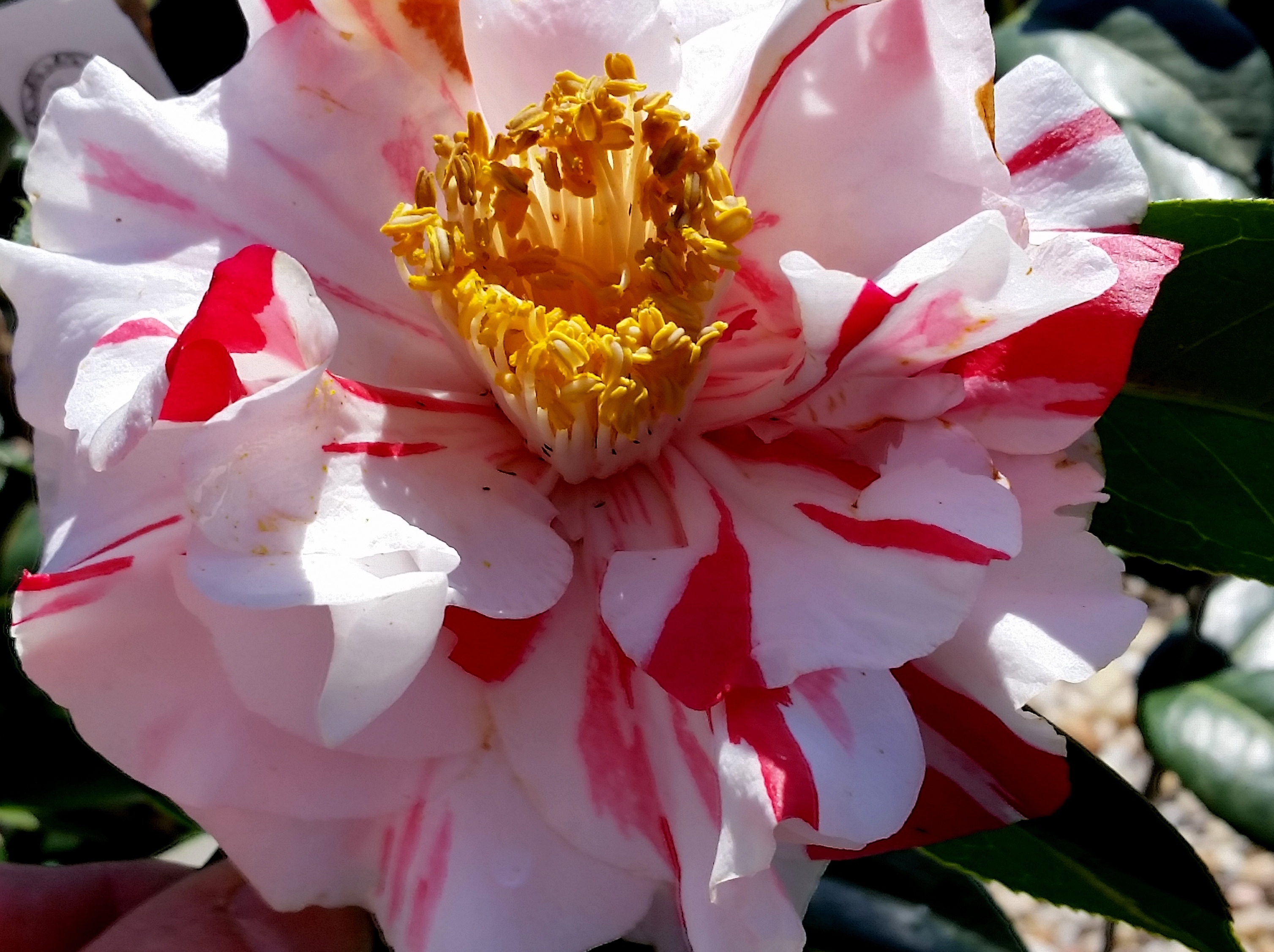 Camellia japonica 'Perditia'