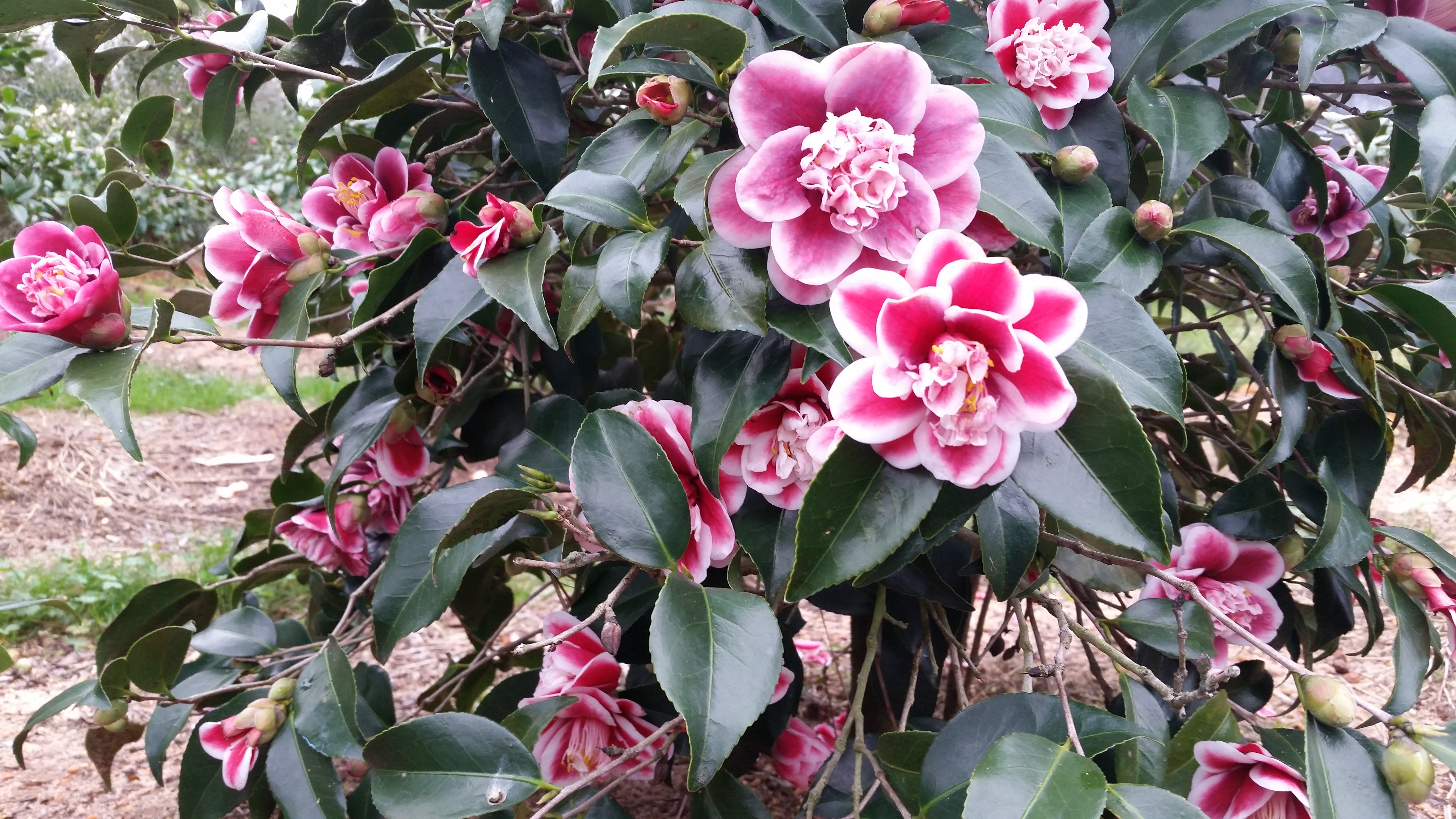 Camellia japonica 'Tama Anemone'