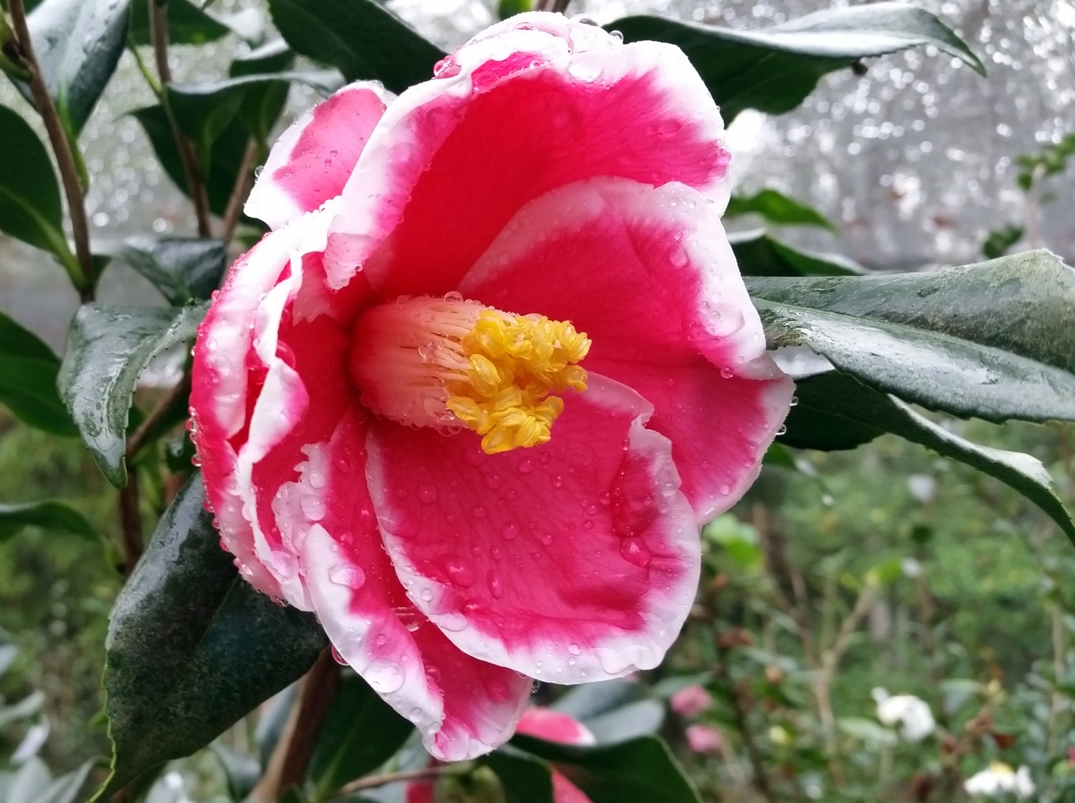Camellia japonica J-081 Day 1