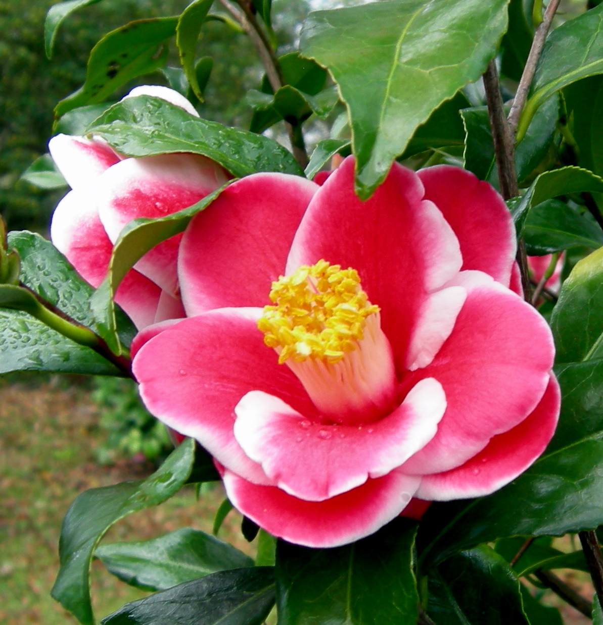 Camellia japonica 'Katsuyo Nomura '