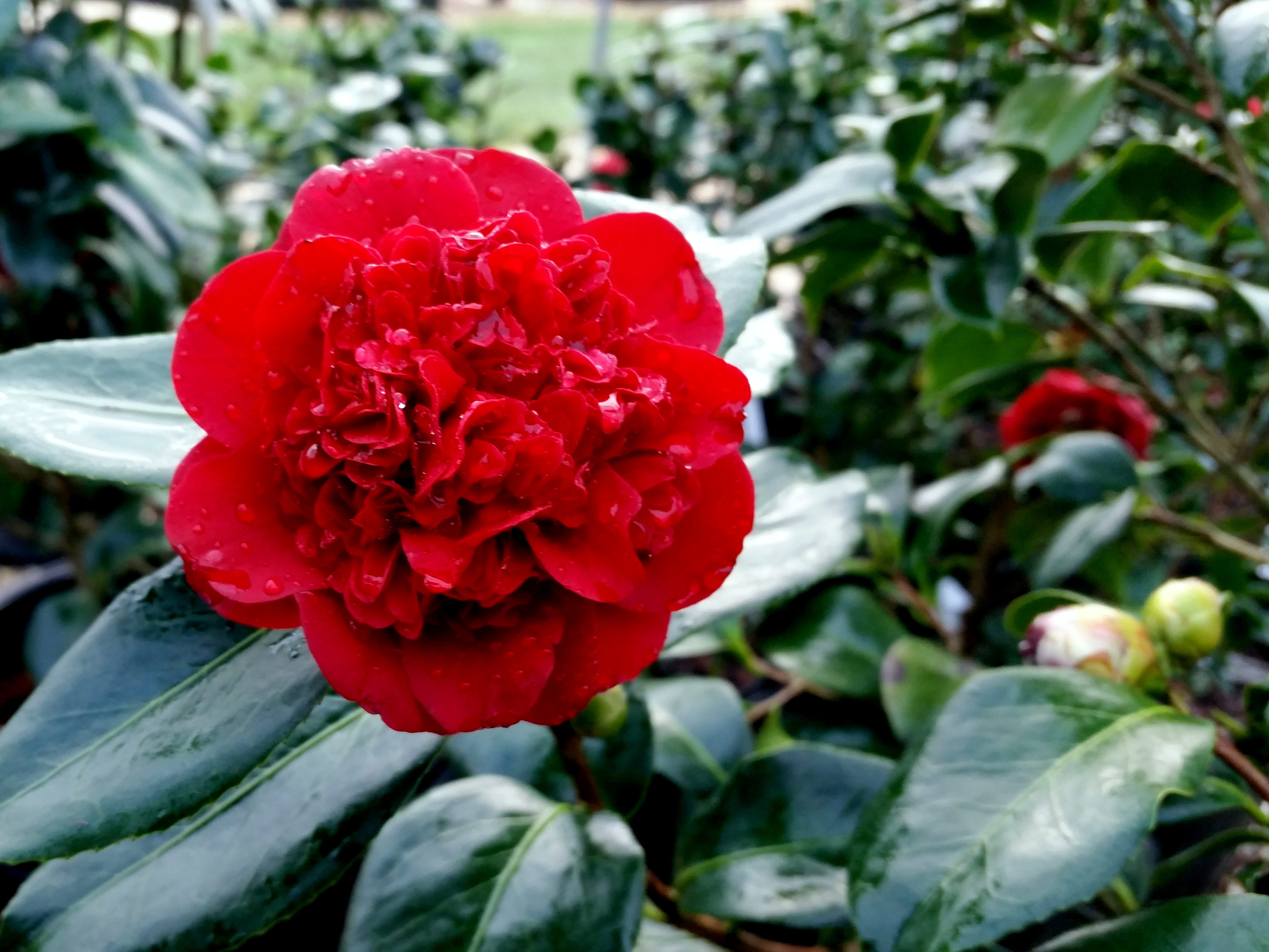 Camellia japonica 'Mary Allen Sargent'