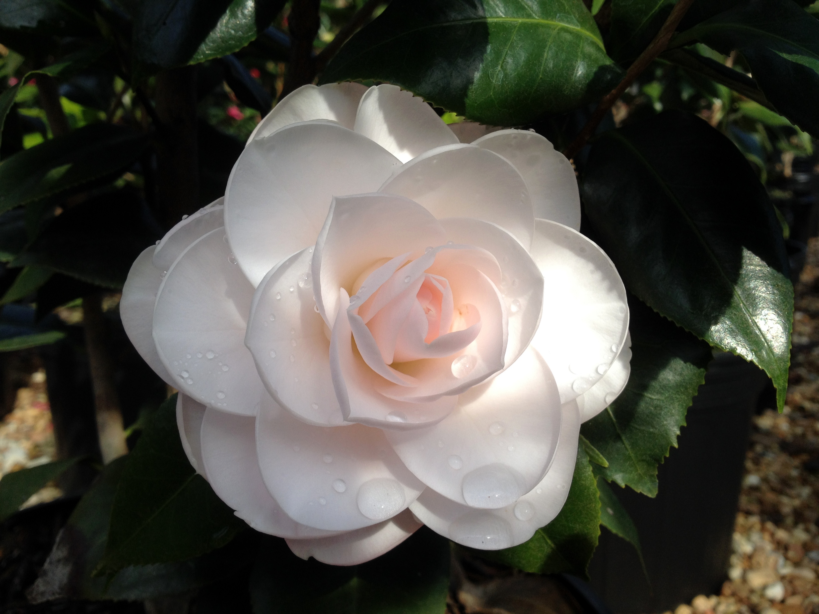 Camellia japonica 'Mockingbird's Blush'