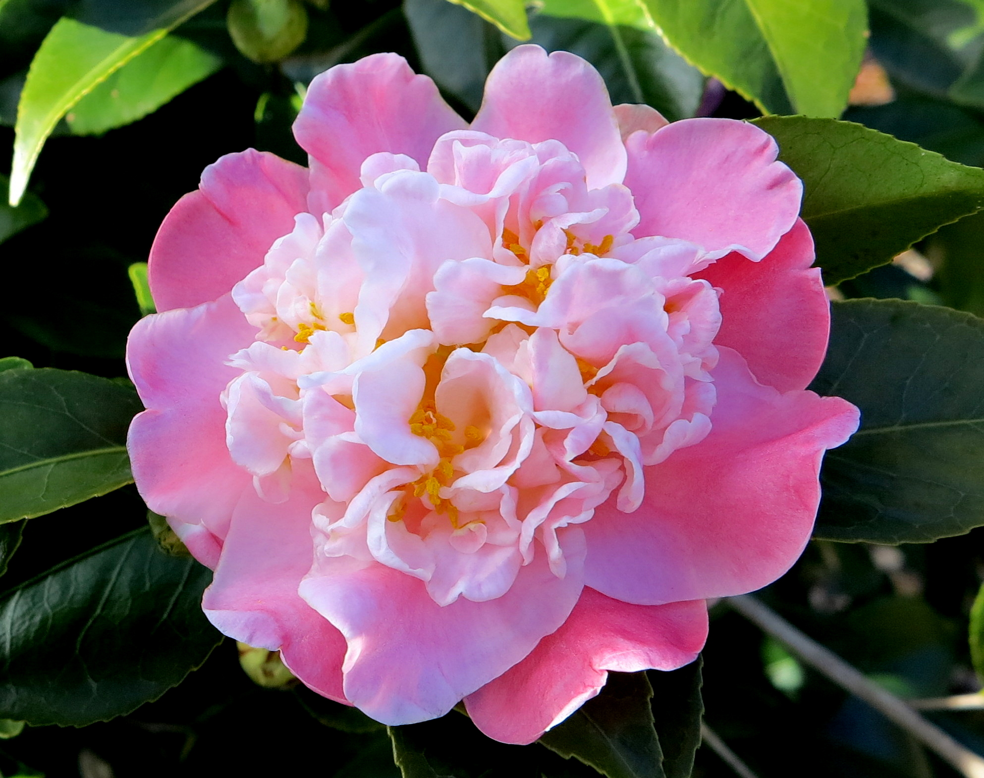 Camellia japonica 'Zelda Fitzgerald'
